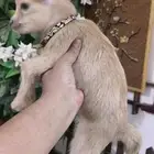 ماعز قزمي شرط تشيكي العمر اسبوع