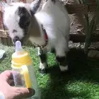 ماعز قزمي ذكر طول علبة الببسي الصغيره