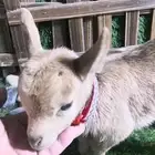 ماعز قزمي تشيكي العمر اسبوع