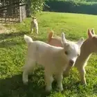 ماعز قزمي اعمار اسبوعين جاهزه لتربيه في المنزل