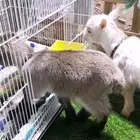 جوز ماعز قزمي تشيكي العمر اسبوعين مع ملحقاته