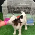 ماعز قزمي تشيكي ذكر مباع الله يبارك لهم