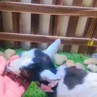 مواليد الماعز القزمي عمر اسبوع واسبوعين