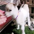 ماعز قزمي اناثي العدد 7 عمر 3 اسابيع