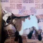 تشيكي بني وابيض العمر 3 أيام مباع الله يبارك