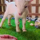 ماعز قزمي تشيكي عمر اسبوع جاهز