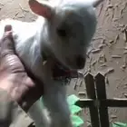ماعز قزم مواليد مع ملحقاتهم