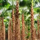 النخل واشنطونياء زينه للبيع