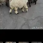 السلي