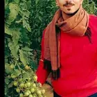 عمال زراعيين مصريين من صعيد مصر ومهندسين زراعيين مصريين