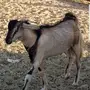 عدد 2 تيوس 