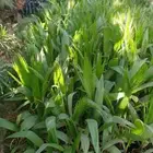 شتلات وشنطني زينه