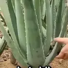 نبتت الالوفير ( الصبار )