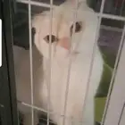 سكونش فولد للتبني