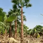 نخل واشنطني ابومروحه درجه اولا