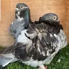 زوج كشكشي