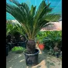 اشجار ونخل زينه