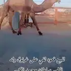 بعير للبيع