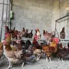 للبيع دجاج مشروك فرنسي بلدي جروم