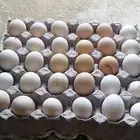 بيض دجاج مخصب للبيع