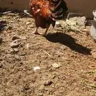 ديك روز كامب