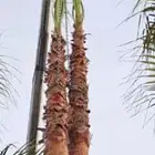نخل واشنطن