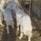 للبيع اربعة خرفان والخامس رخل