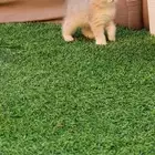 قطط برتش بيور للبيع