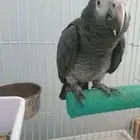 ببغاء كاسكو غيني