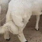 احدرفيده خرفان جبره ناهيه للعباده والمناسبات ويوجد تيوس