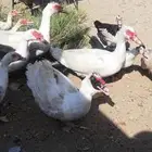 بط بلدي حضان شرط بيع علي السوم جمله وتفريد