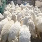 طليان من مراحي ماشاءالله ليست من السوق