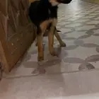 جرو جيرمن شيبرد للتبني برسوم او بدل