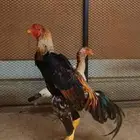 شامو ياباني ( تم البيع )