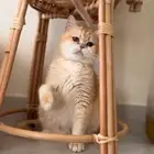 قطه برتش