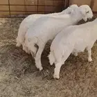 ذبايح