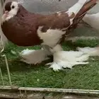 حمام نفاخ مسوبع