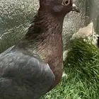 حمام لماع ألماني ارشينجل