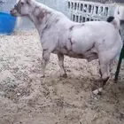 فحل عماني منتج ومعرف صاف شبب لون وصحه وسلامه