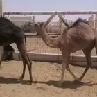 حاشي لباني( تم البيع)