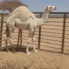 قعود تمامي