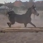 مهر واهو