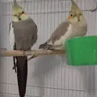 ازواج كروان اليفة ومنتجة(تم البيع )