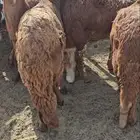 اضاحي سواكني حمرية تربية محلية
