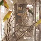 حضيرة روز تقريبا 16جوز