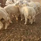 اضاحي طليان حري نظيف((تم البيع))