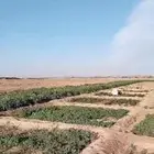 نعناع مغربي و حساوي وجرجير.عضوي بدون اي مواد كميائيه