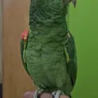 للبيع أمزوني دبل يلو هيد ماقنا أليف ومتكلم