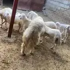 خروف فحل مشروط