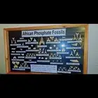 لوحة احافير الحيوانات النادره جدا